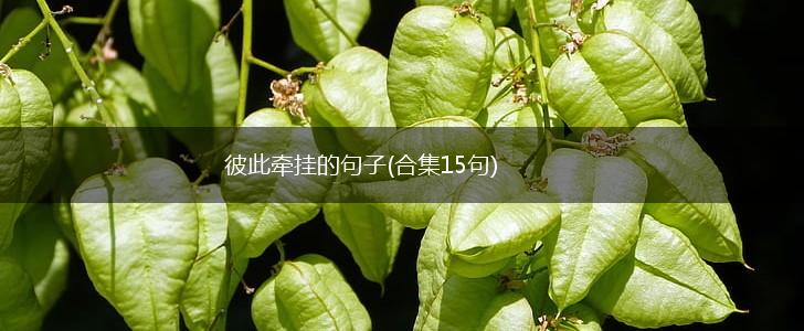 彼此牵挂的句子(合集15句),第1张