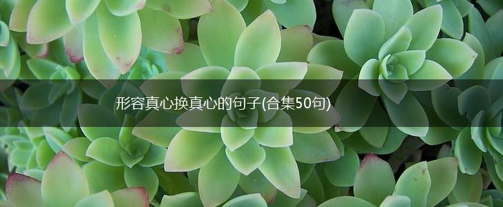 形容真心换真心的句子(合集50句),第1张