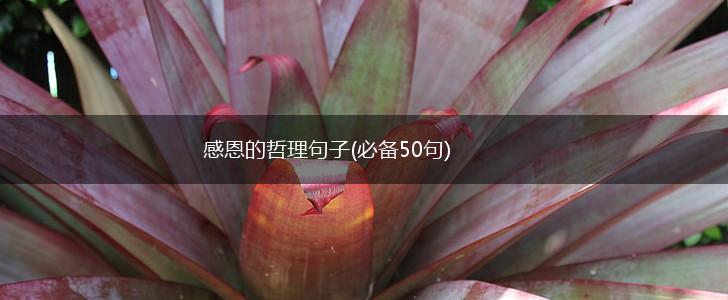感恩的哲理句子(必备50句),第1张