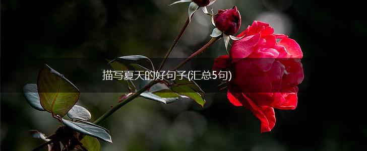描写夏天的好句子(汇总5句),第1张