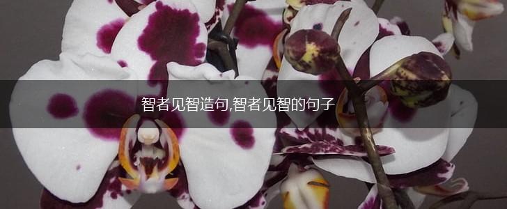 智者见智造句,智者见智的句子,第1张