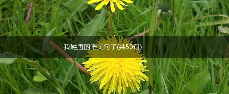 我姓唐的唯美句子(共50句),第1张