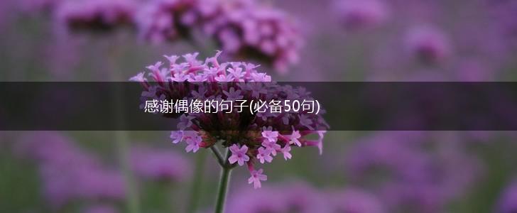 感谢偶像的句子(必备50句),第1张