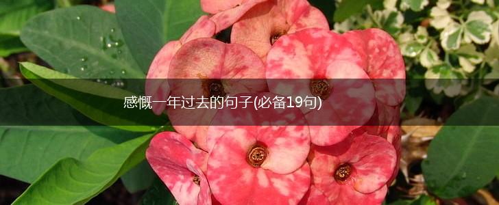 感慨一年过去的句子(必备19句),第1张