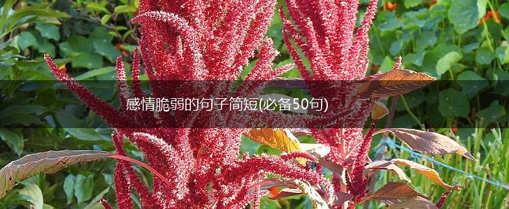 感情脆弱的句子简短(必备50句),第1张