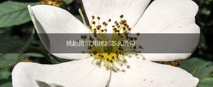 挑起造句,用挑起怎么造句,第1张 挑起造句,用挑起怎么造句,第1张