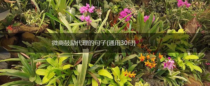 微商鼓励代理的句子(通用30句),第1张