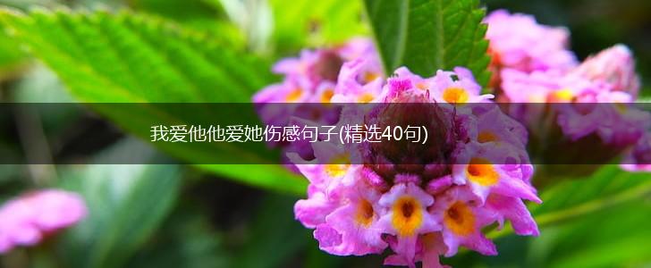 我爱他他爱她伤感句子(精选40句),第1张
