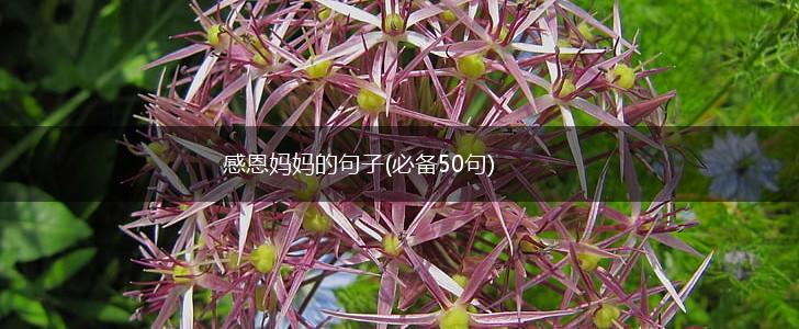 感恩妈妈的句子(必备50句),第1张