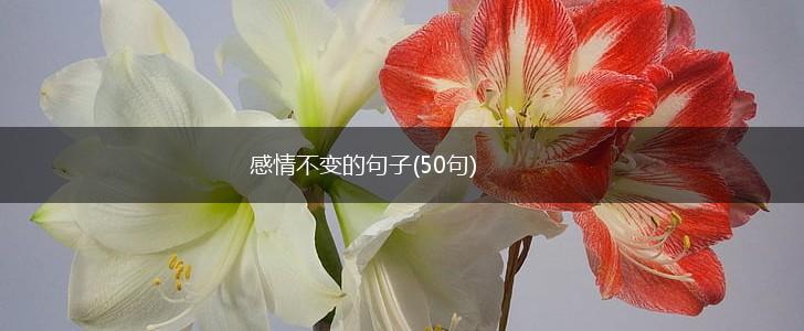 感情不变的句子(50句),第1张