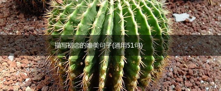 描写初恋的唯美句子(通用51句),第1张