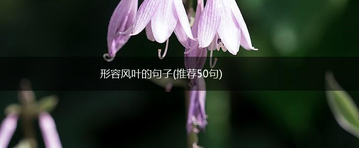 形容风叶的句子(推荐50句),第1张