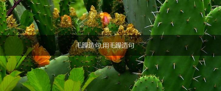 毛躁造句,用毛躁造句,第1张