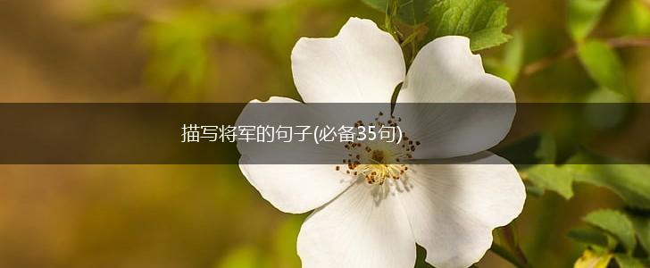 描写将军的句子(必备35句),第1张