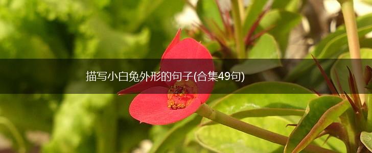 描写小白兔外形的句子(合集49句),第1张