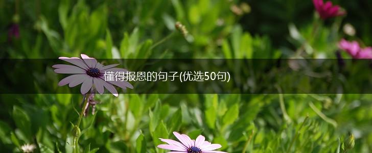 懂得报恩的句子(优选50句),第1张