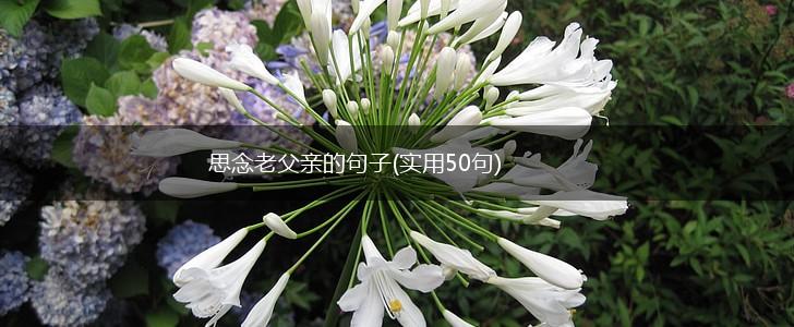 思念老父亲的句子(实用50句),第1张