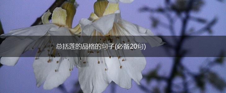 总括莲的品格的句子(必备20句),第1张