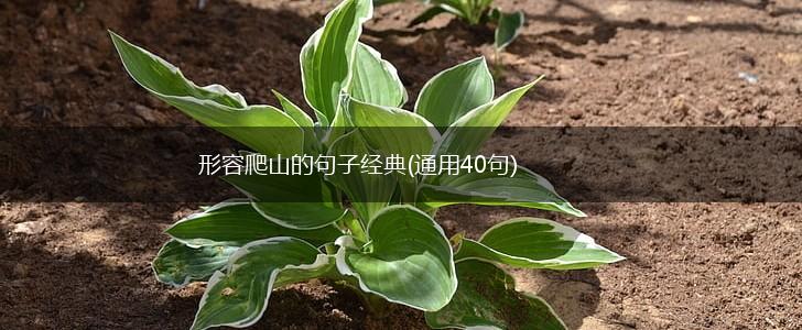 形容爬山的句子经典(通用40句),第1张