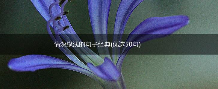 情深缘浅的句子经典(优选50句),第1张