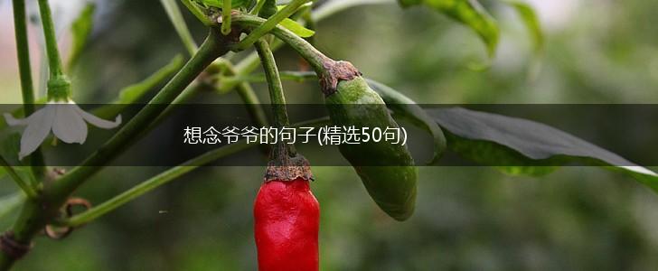 想念爷爷的句子(精选50句),第1张