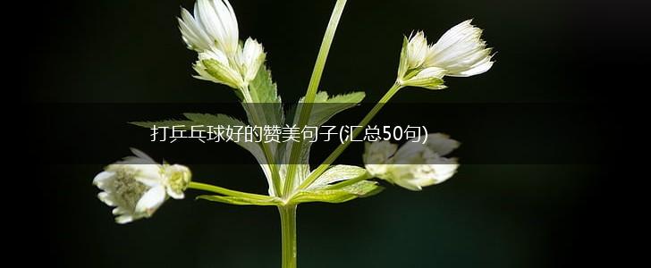 打乒乓球好的赞美句子(汇总50句),第1张