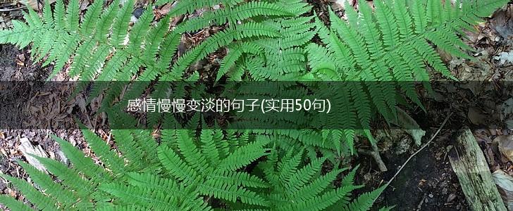 感情慢慢变淡的句子(实用50句),第1张