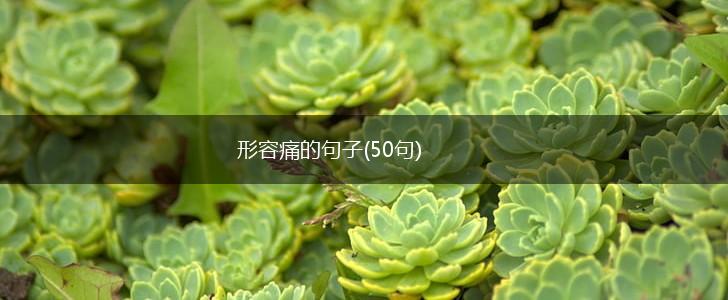 形容痛的句子(50句),第1张