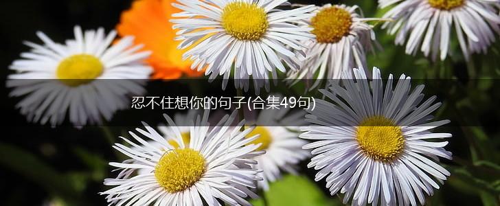 忍不住想你的句子(合集49句),第1张