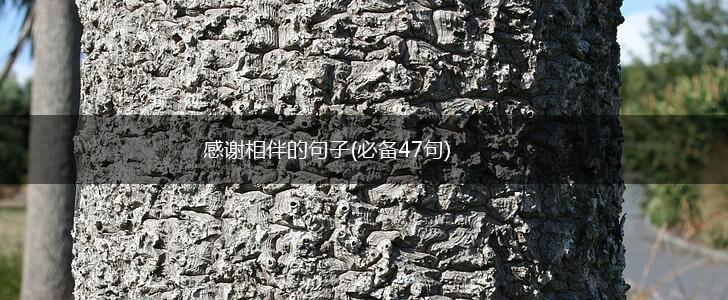 感谢相伴的句子(必备47句),第1张
