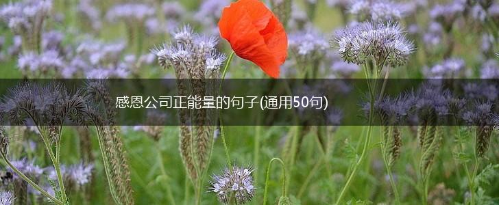 感恩公司正能量的句子(通用50句),第1张
