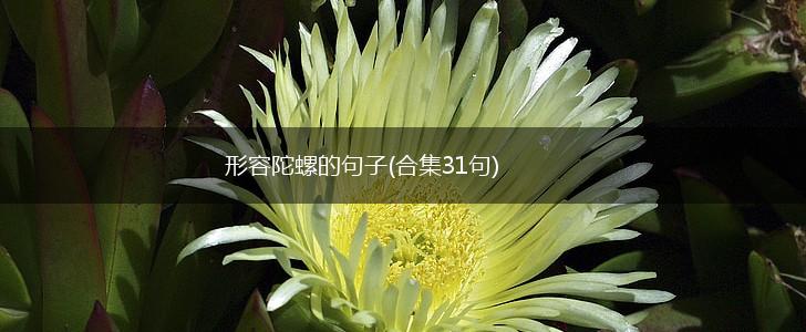 形容陀螺的句子(合集31句),第1张