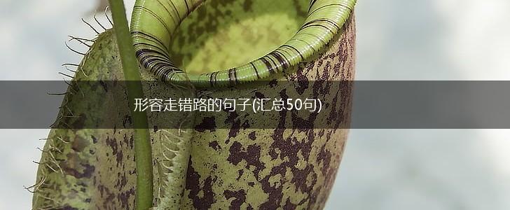 形容走错路的句子(汇总50句),第1张