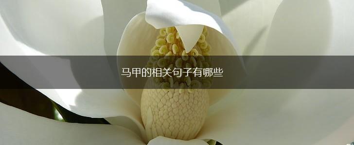 马甲的相关句子有哪些,第1张 马甲的相关句子有哪些,第1张