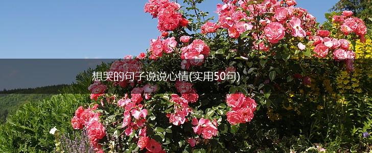 想哭的句子说说心情(实用50句),第1张