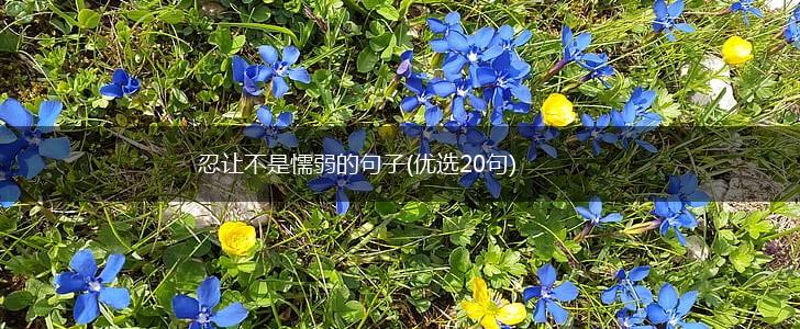 忍让不是懦弱的句子(优选20句),第1张