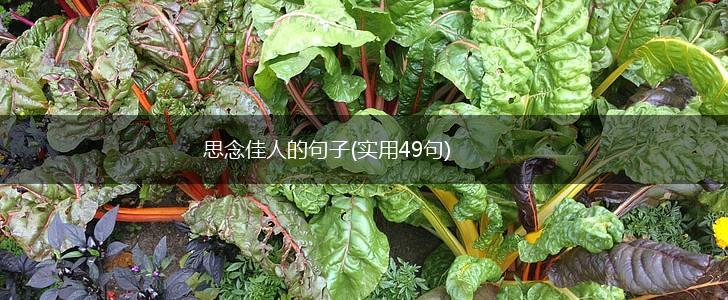 思念佳人的句子(实用49句),第1张