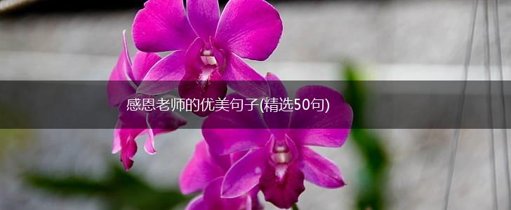 感恩老师的优美句子(精选50句),第1张