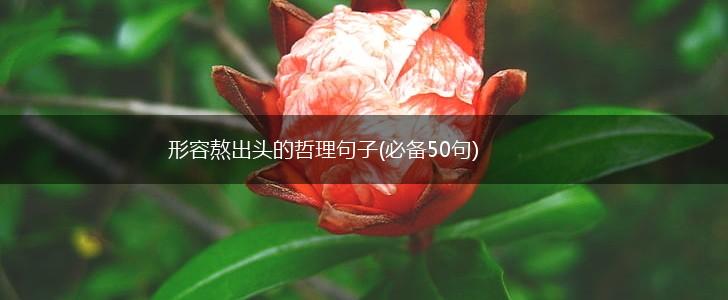 形容熬出头的哲理句子(必备50句),第1张