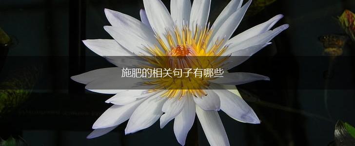 施肥的相关句子有哪些,第1张 施肥的相关句子有哪些,第1张