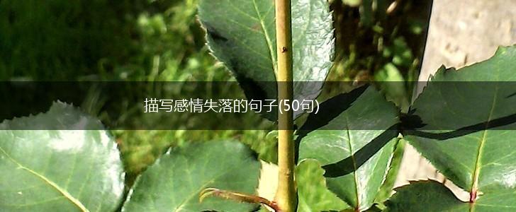描写感情失落的句子(50句),第1张
