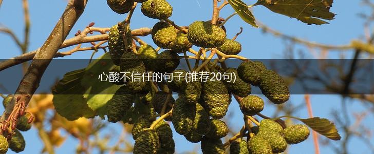 心酸不信任的句子(推荐20句),第1张
