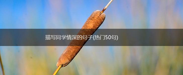描写同学情深的句子(热门50句),第1张