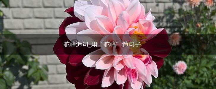 驼峰造句_用“驼峰”造句子,第1张 驼峰造句_用“驼峰”造句子,第1张