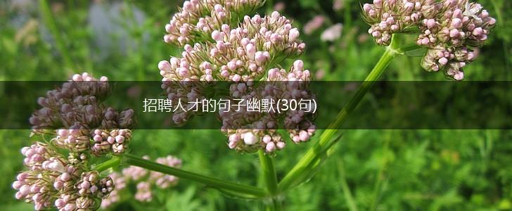 招聘人才的句子幽默(30句),第1张