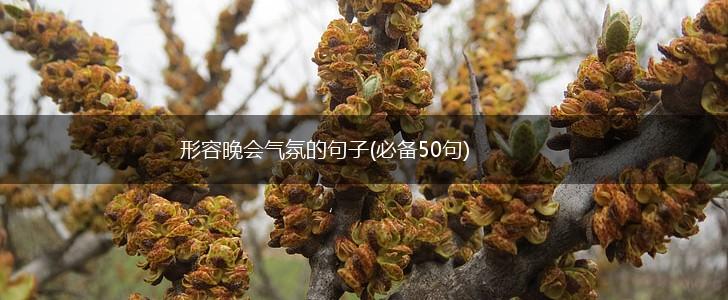 形容晚会气氛的句子(必备50句),第1张