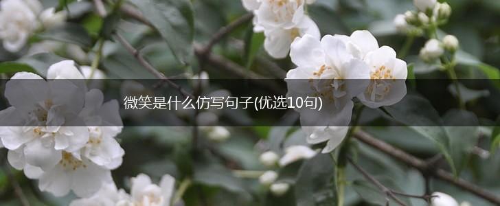 微笑是什么仿写句子(优选10句),第1张