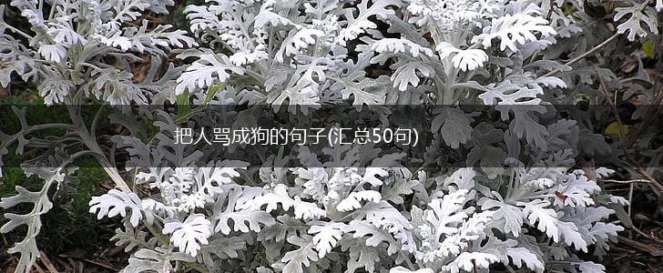 把人骂成狗的句子(汇总50句),第1张