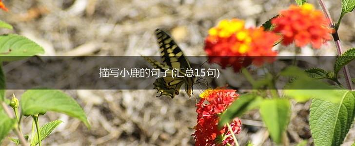 描写小鹿的句子(汇总15句),第1张