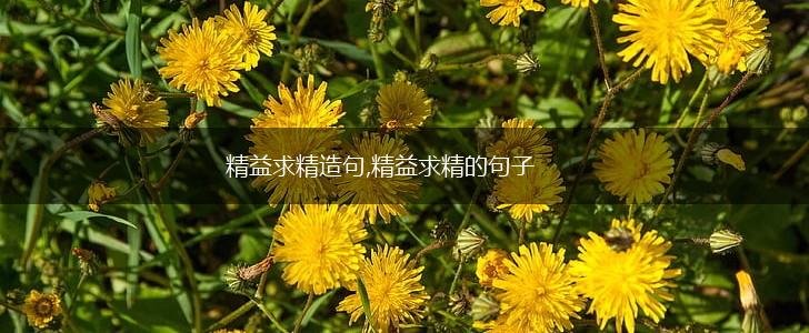 精益求精造句,精益求精的句子,第1张 精益求精造句,精益求精的句子,第1张